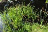 Sparganium microcarpum