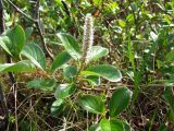 Salix arctica. Часть побега с женским соцветием. Магаданская обл., окр. г. Магадан, п-ов Старицкого, Марчеканская сопка, распадок на склоне северной экспозиции, на берегу ручья. 23.07.2024.