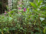 Impatiens glandulifera. Цветущие и плодоносящие растения. Московская обл., Талдомский р-н, окр. СНТ \"Живописное\", смешанный лес, среди берёз. 12.08.2024.
