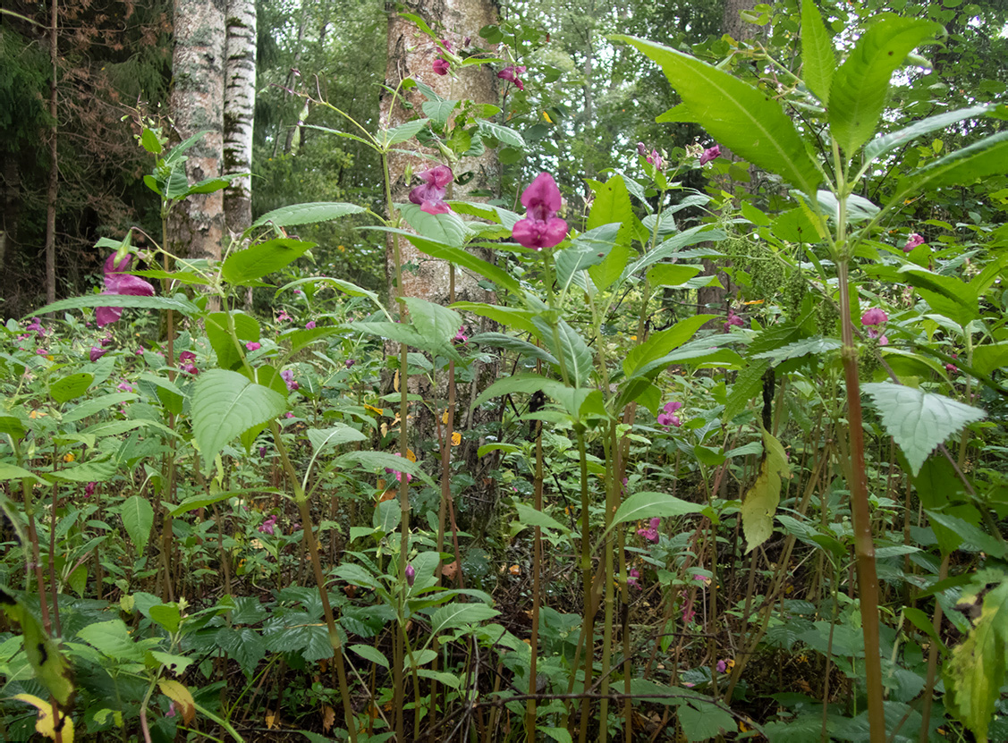 Image of Impatiens glandulifera specimen.