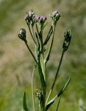 Jurinea multiflora. Верхушка побега с развивающимся соцветием. Оренбургская обл., Беляевский р-н, Донской сельсовет, степной склон. 28 мая 2024 г.