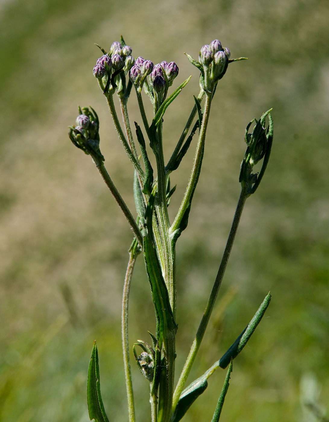 Image of Jurinea multiflora specimen.