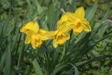 Narcissus pseudonarcissus