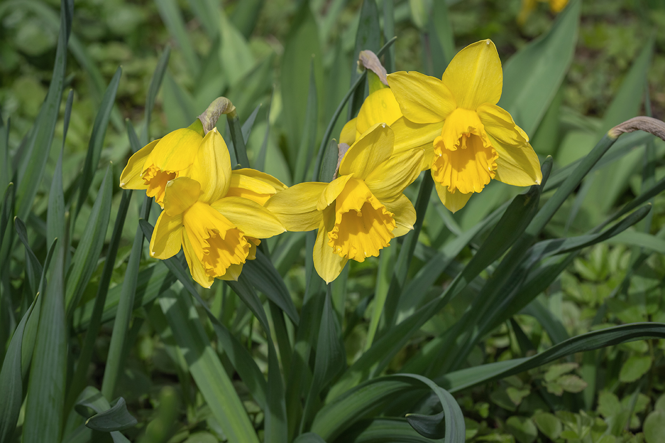 Image of Narcissus pseudonarcissus specimen.