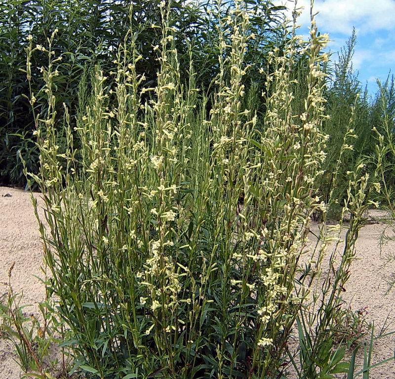 Image of Silene tatarica specimen.
