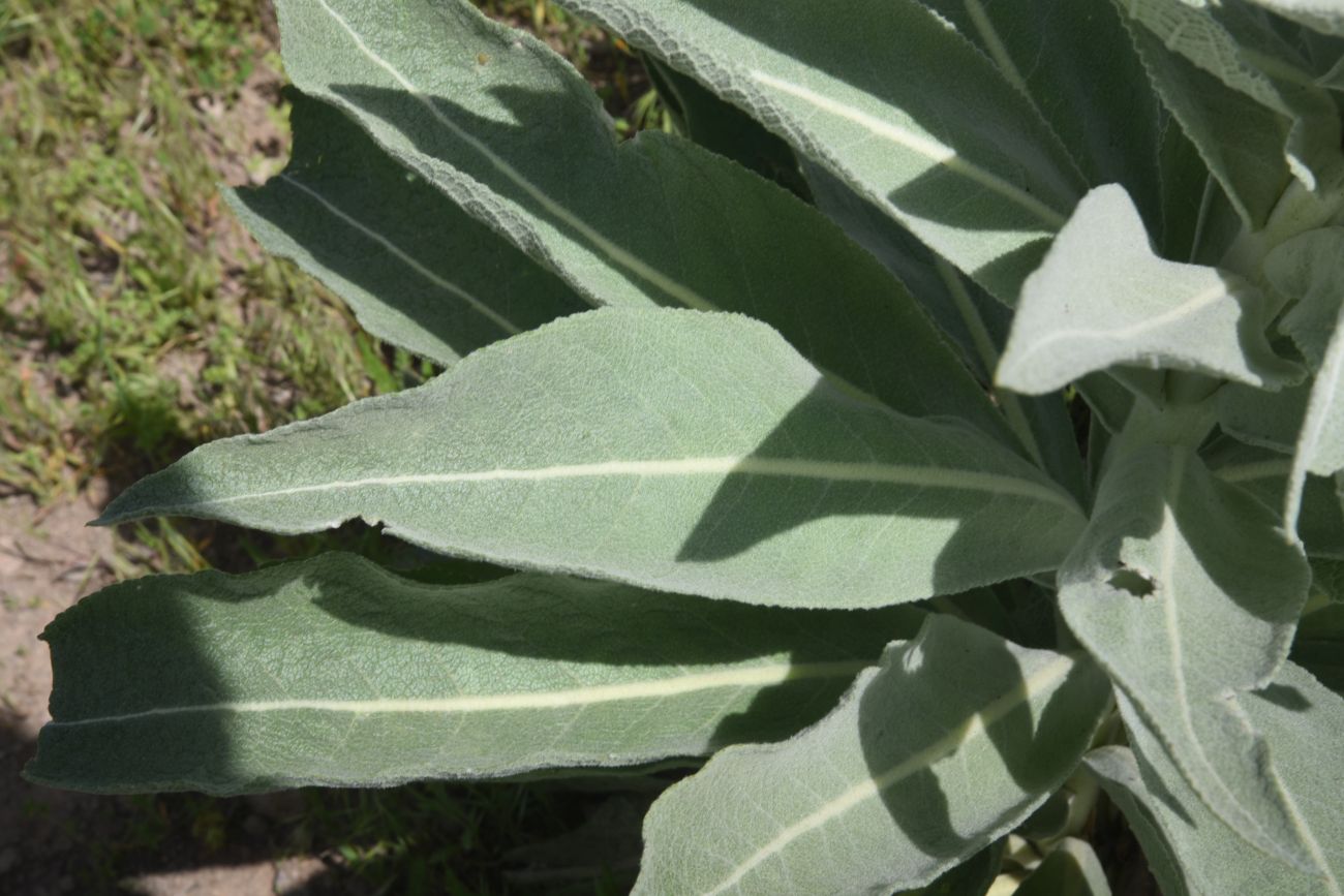 Image of genus Verbascum specimen.