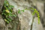 Chiastophyllum oppositifolium