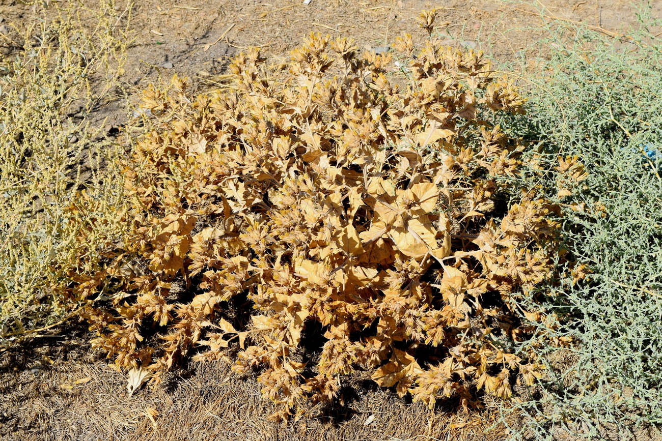 Image of genus Cousinia specimen.