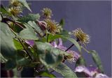 Clematis &times; jackmanii