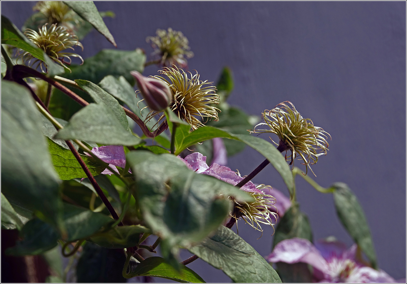 Image of Clematis &times; jackmanii specimen.