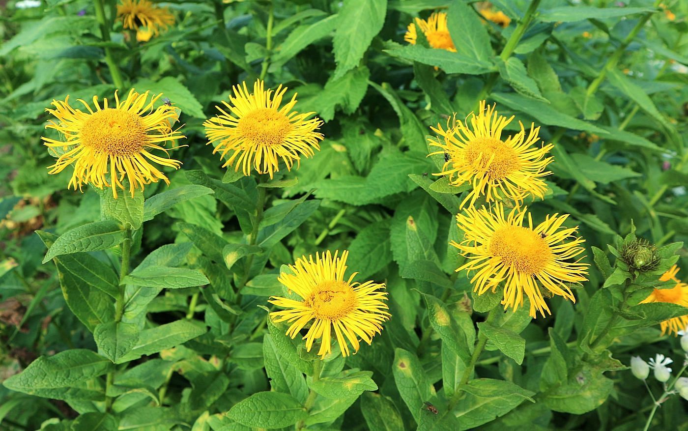 Изображение особи Inula orientalis.