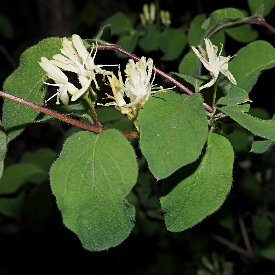 Image of Lonicera xylosteum specimen.