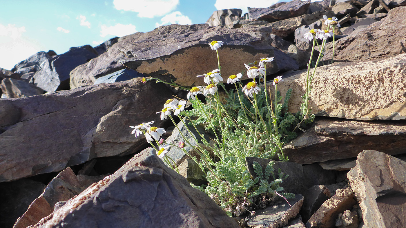 Image of Spathipappus griffithii specimen.