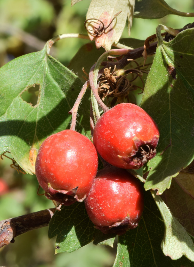 Изображение особи Crataegus turkestanica.