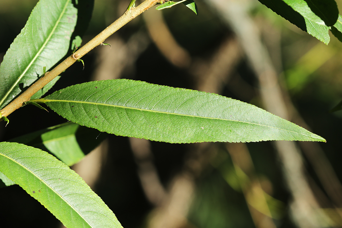 Изображение особи Salix kangensis.