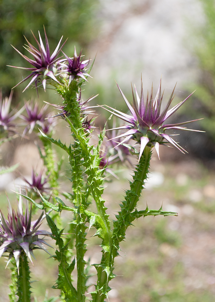 Изображение особи семейство Asteraceae.