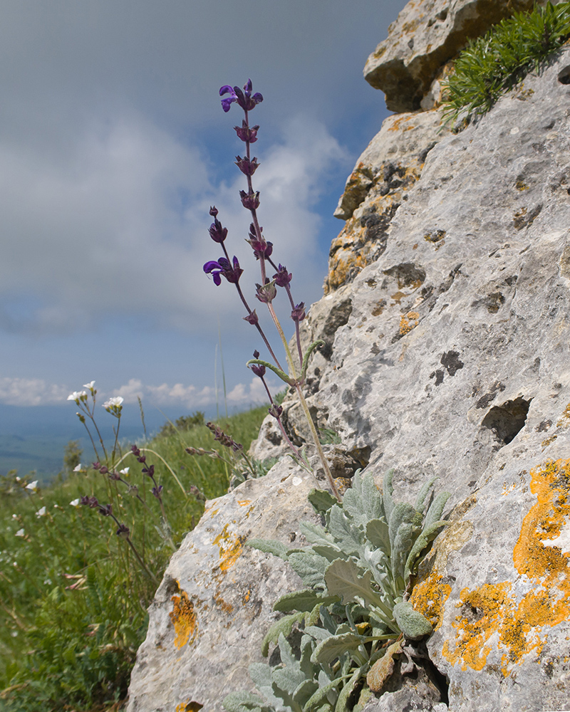 Изображение особи Salvia canescens.