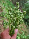 Pteridium pinetorum subspecies sibiricum