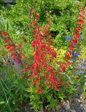 Penstemon eatonii