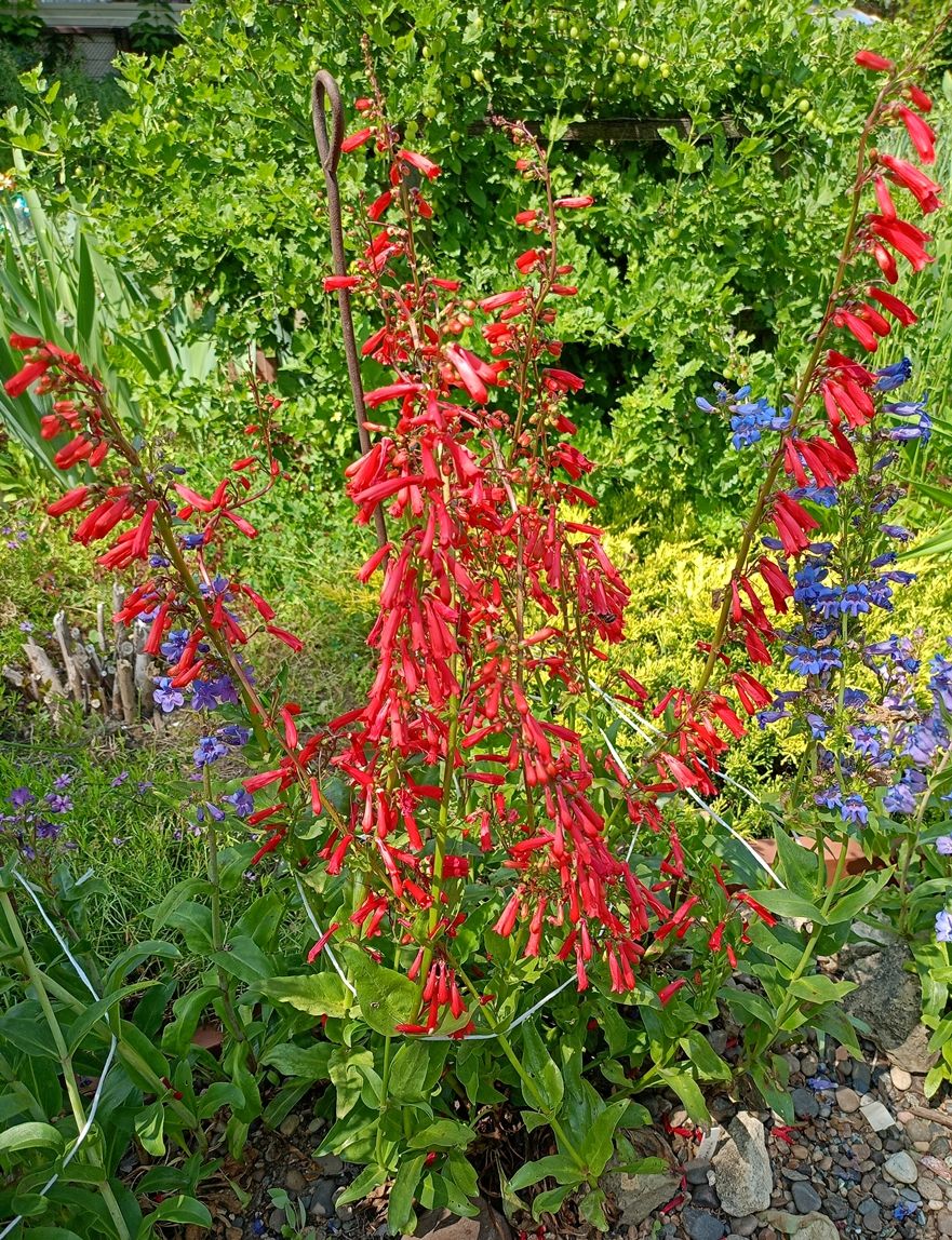 Image of Penstemon eatonii specimen.
