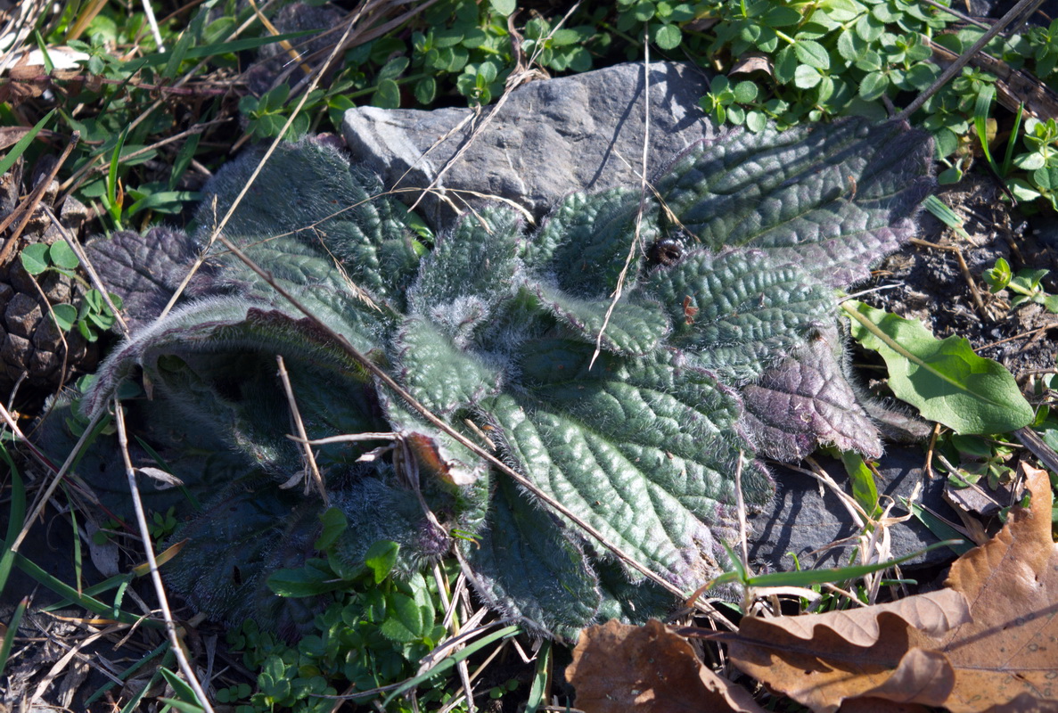 Изображение особи Ajuga orientalis.