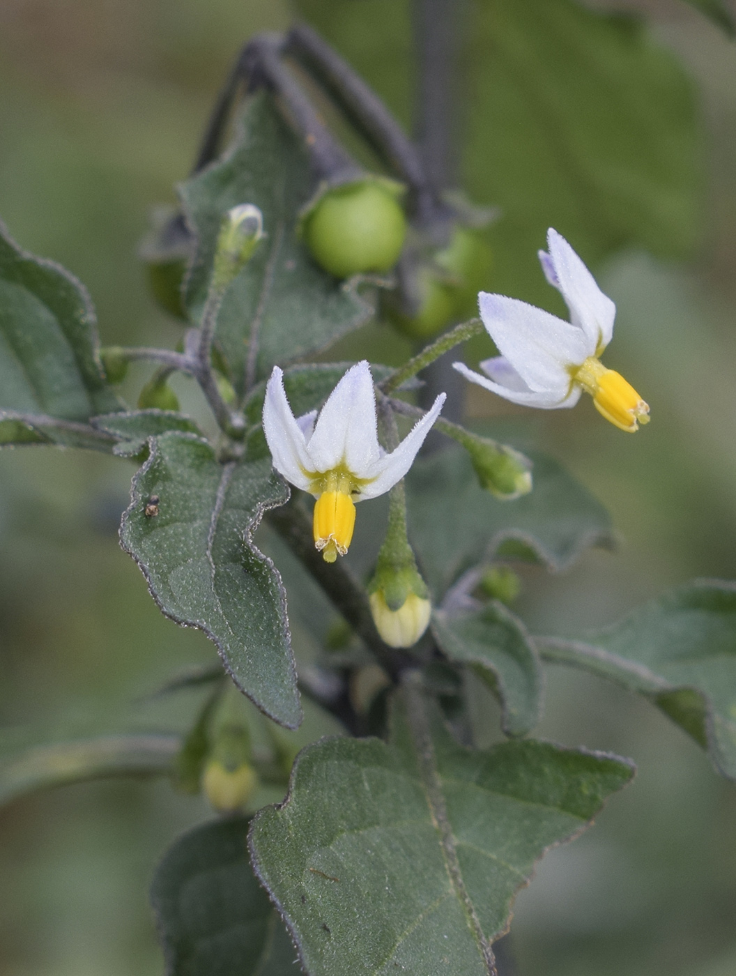 Изображение особи Solanum nigrum.