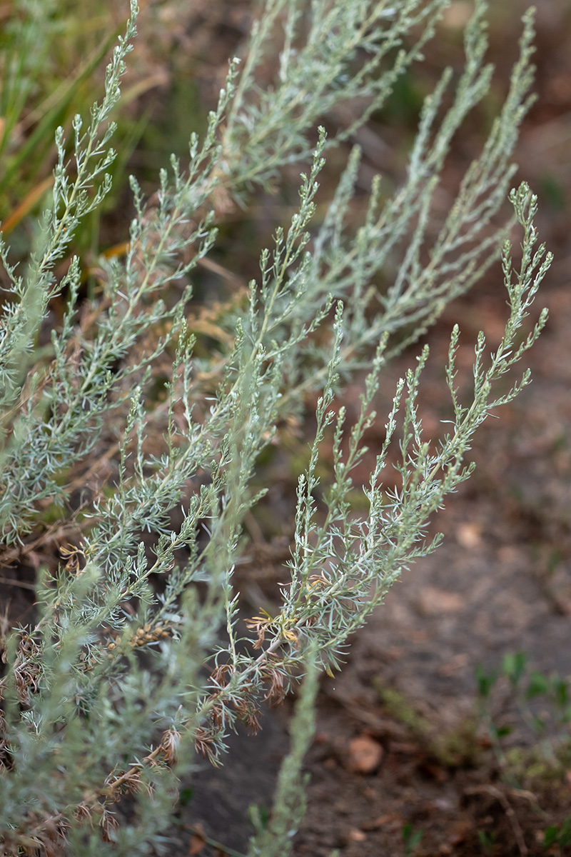 Изображение особи род Artemisia.