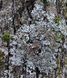 Parmelina tiliacea. Таллом на коре дерева. Тульская обл., окр. пос. Дубна, опушка лиственного леса Просек. 04.12.2025.