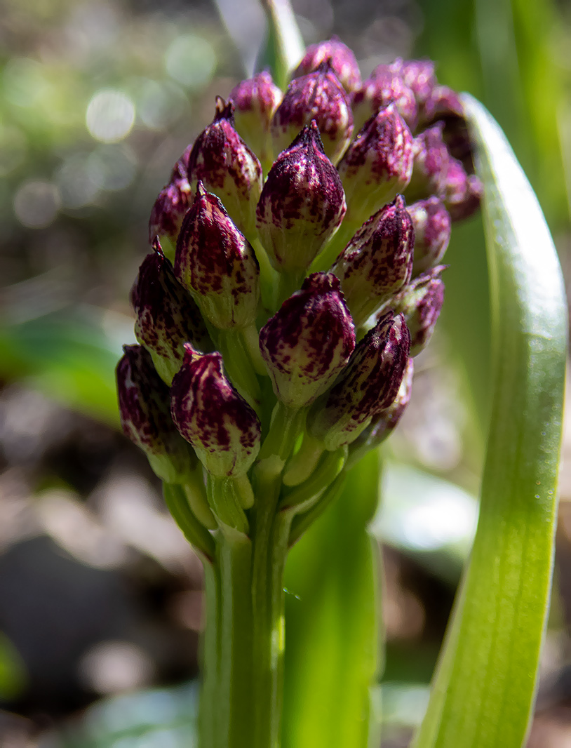 Image of Orchis purpurea specimen.