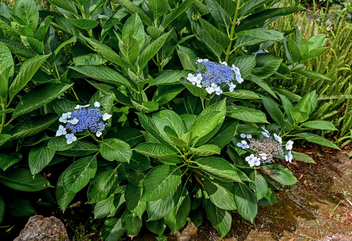 Изображение особи Hydrangea macrophylla.