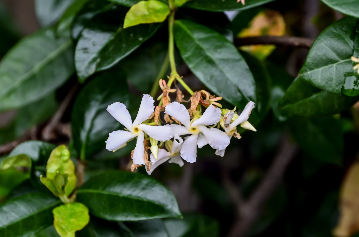 Image of Trachelospermum jasminoides specimen.