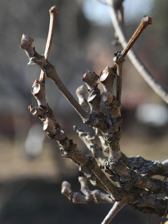 Изображение особи Parthenocissus quinquefolia.