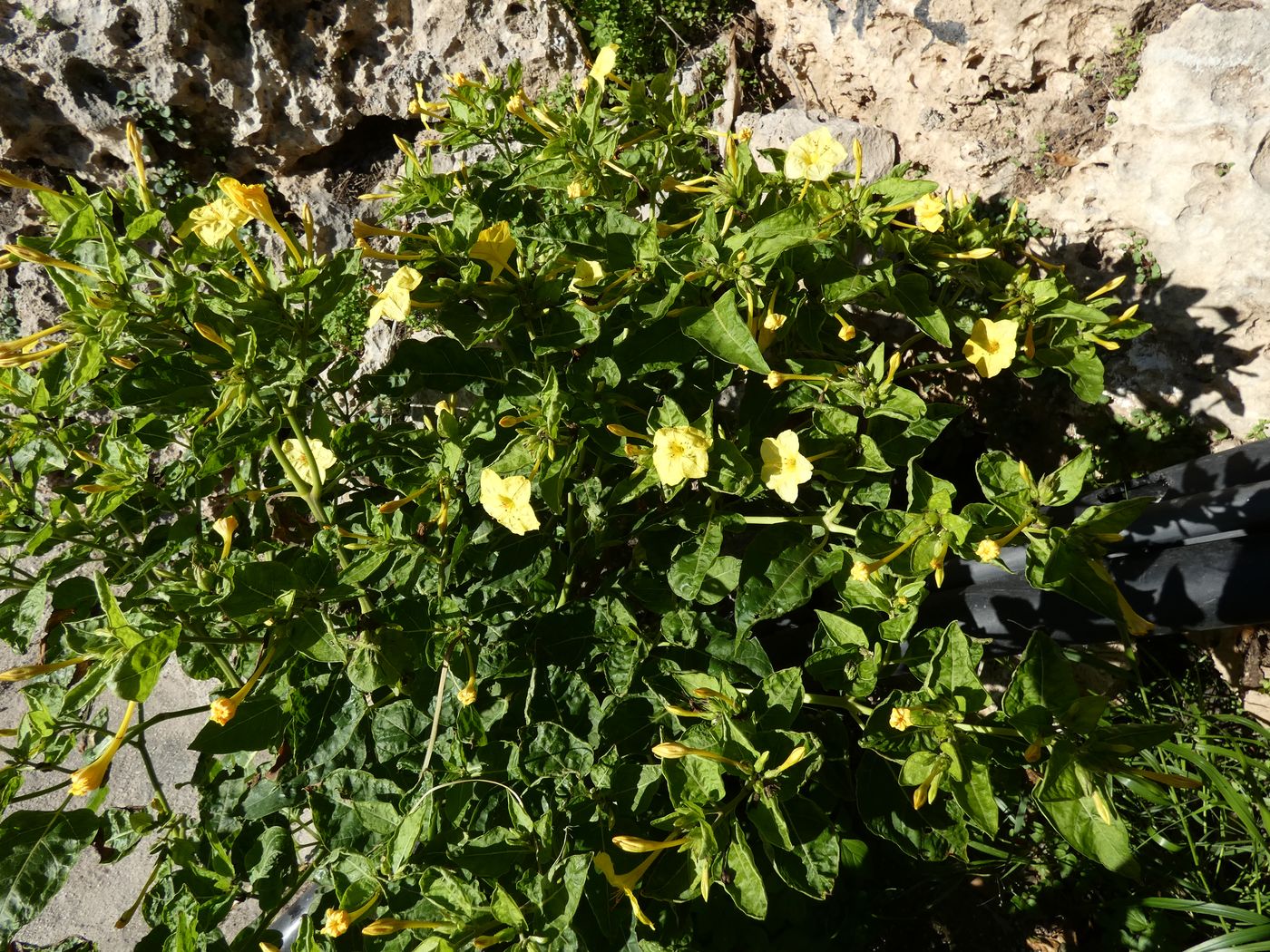 Изображение особи Mirabilis jalapa.