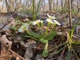 Primula vulgaris. Цветущее растение. Краснодарский край, Крымский р-н, окр. станицы Неберджаевская, ур. Темрючки, грабово-дубовый лес. 02.03.2026.