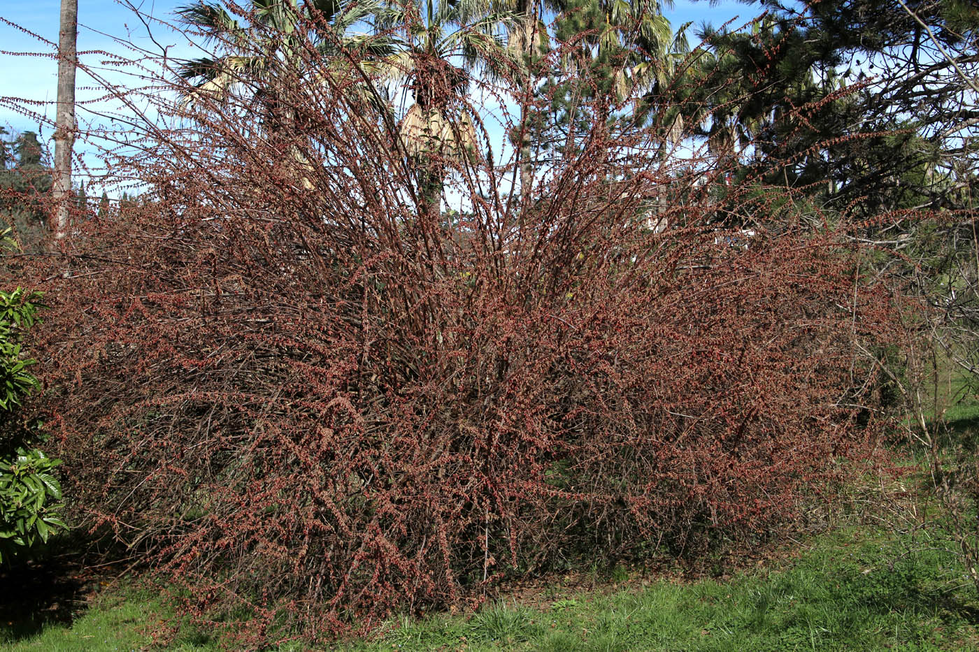 Изображение особи Coriaria sinica.