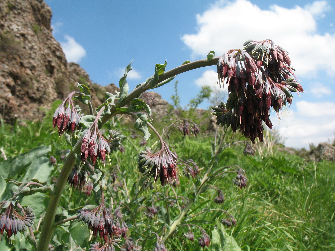 Изображение особи Trachelanthus korolkowii.