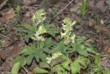 Corydalis marschalliana. Цветущие растения. Крым, Бахчисарайский р-н, окр. пгт Куйбышево, берег р. Бельбек, поросший лиственными деревьями (ольха, лещина и др.). 28.03.2020.