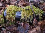 class Bryopsida. Растения со спорогонами на поверхности стеклянной бутылки. Тульская обл., Заокский р-н, Бутиково, дол. р. Скнижка, заболоченная пойма. 19.04.2026.
