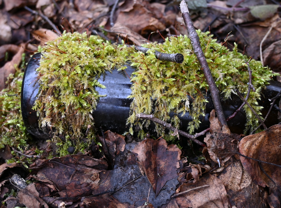 Image of class Bryopsida specimen.