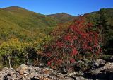 Sorbus amurensis. Кустарник в осенней раскраске. Южное Приморье, Сихотэ-Алинь, Лазовский заповедник, хр. Заповедный. 28.09.2008.