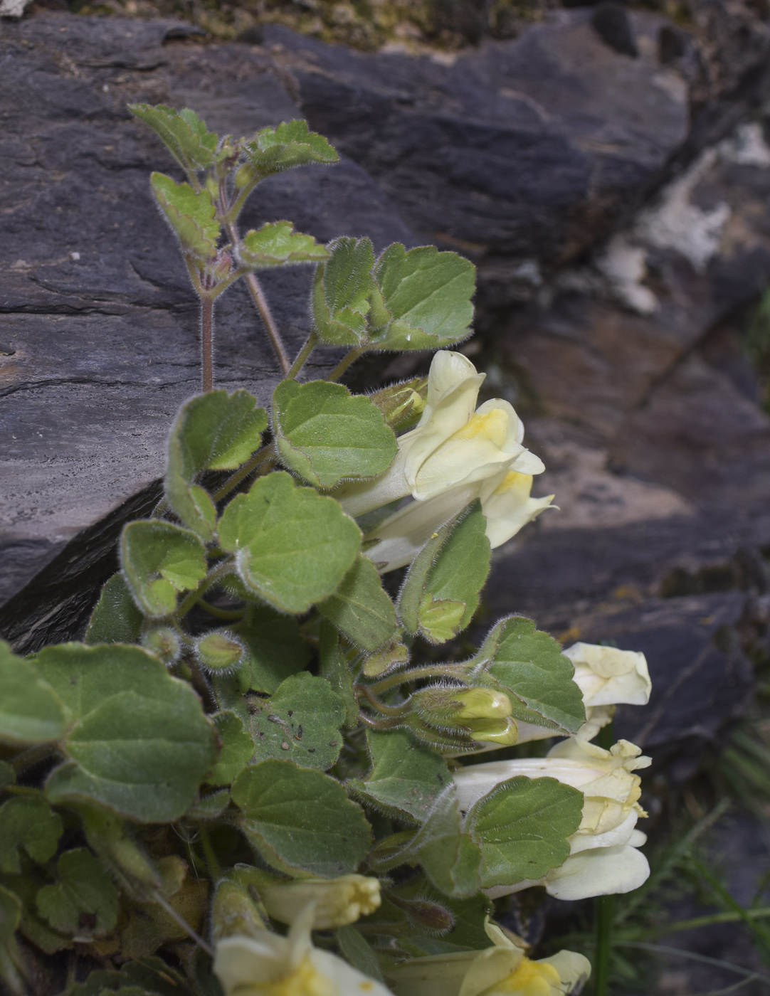 Image of Asarina procumbens specimen.
