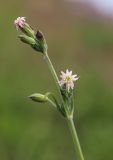 Silene aprica. Верхушка цветущего растения. Приморский край, Хасанский р-н, западный берег бухты Рейд Паллада вблизи косы Назимова, песчано-галечниковая морская терраса, остепнённый луг. 16.05.2026.