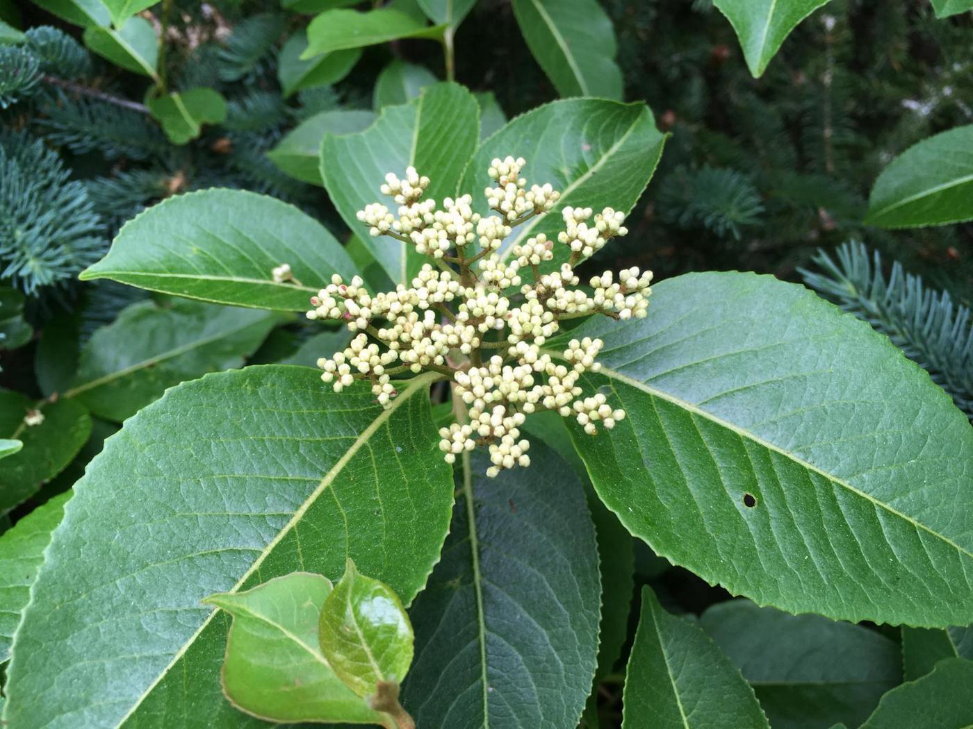 Image of genus Viburnum specimen.