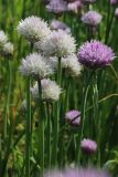Allium schoenoprasum. Верхушки побегов с соцветиями (гипохромная и нормальная формы). Санкт-Петербург, Кировский р-н, цветник на бульваре. 06.06.2026.