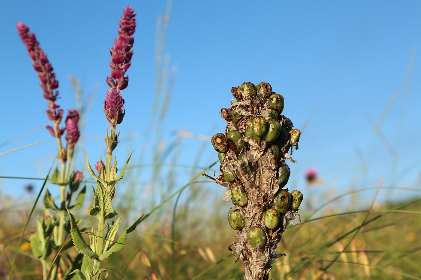 Image of familia Asphodelaceae specimen.