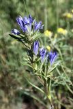 Gentiana kirilowii. Соцветие. Кыргызстан, Чуйская обл., Жайылский р-н, Сусамырская дол., ок. 3 км к СВ от с. Суусамыр, ок. 2300 м н.у.м., каменистый луговой склон, разнотравное сообщество. 06.07.2026.