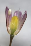 Allium paniculatum. Цветок. Крым, предгорье, средневековый город-крепость Эски-Кермен. 26.07.2026.