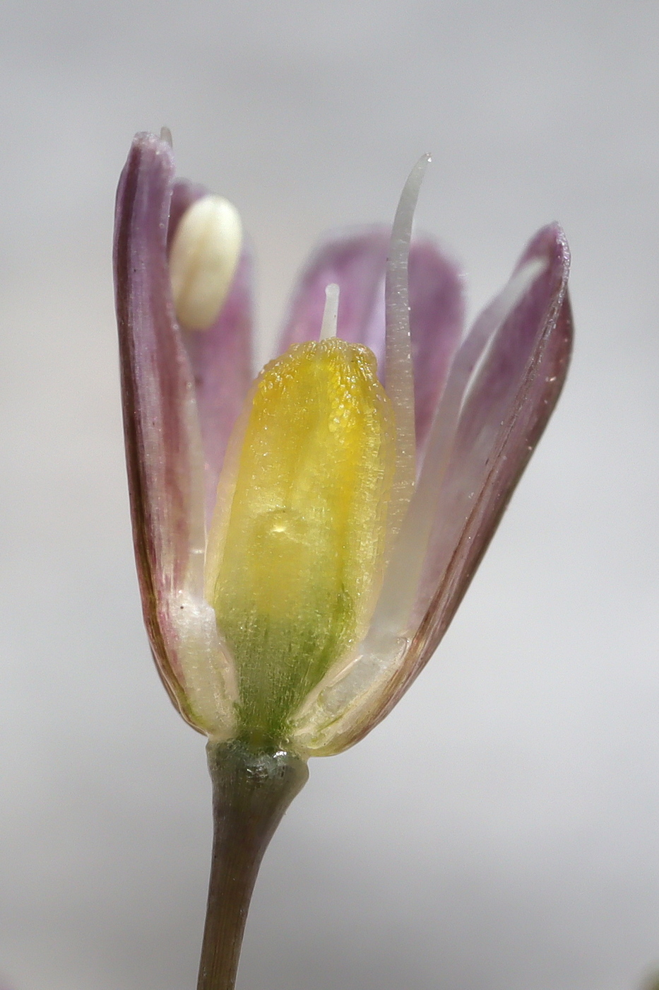 Image of Allium paniculatum specimen.