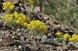 род Alyssum