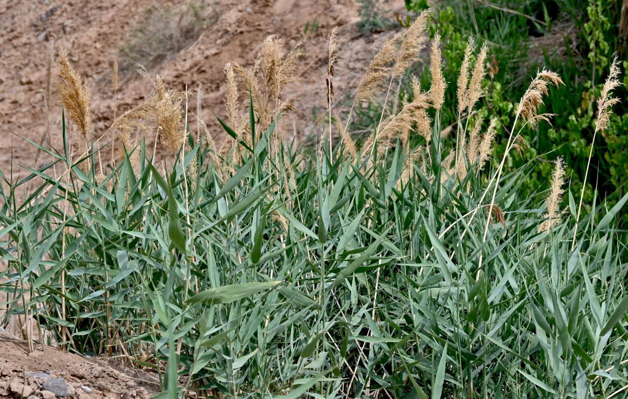 Image of Phragmites australis specimen.